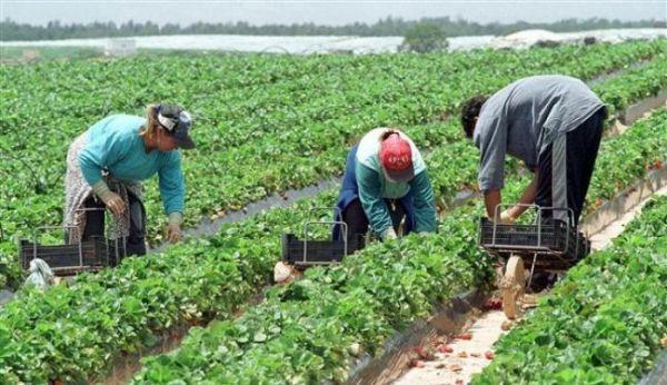 locuri-de-munca-sezoniere-in-agricultura