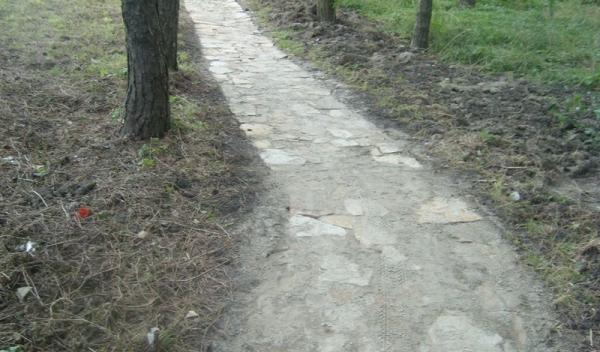 Dorohoi Pini