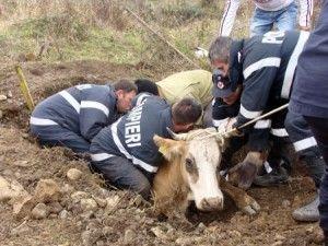 Vaca_salvata