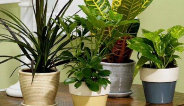 plante-de-apartament