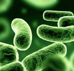 bacterii