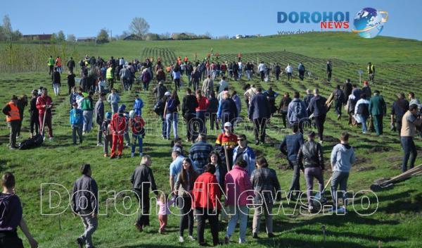 Plantare la Dorohoi10