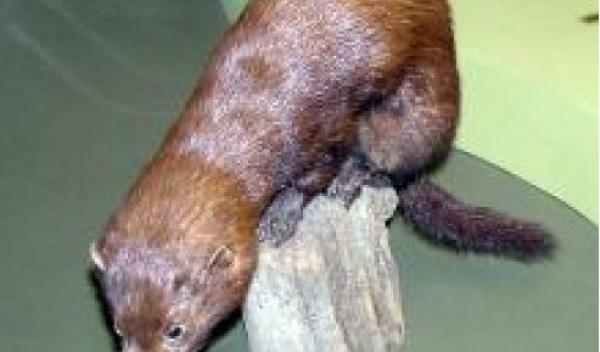 nurca