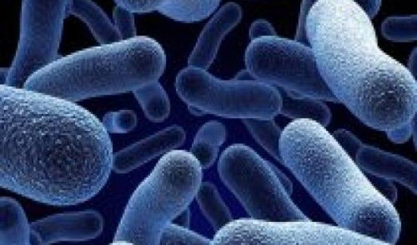 bacterie