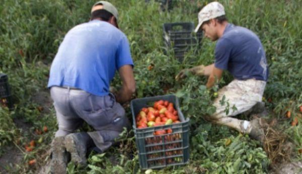 muncitori-agricultura