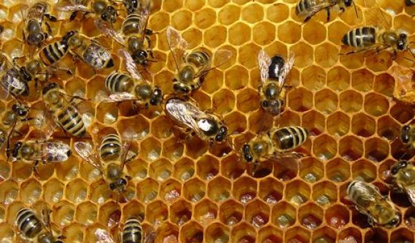 propolis