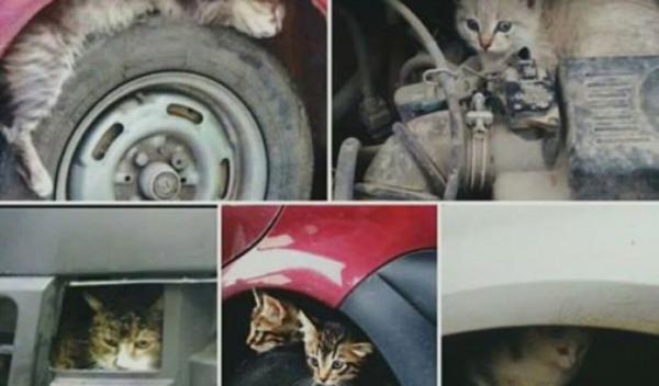 Pisici la motor_1