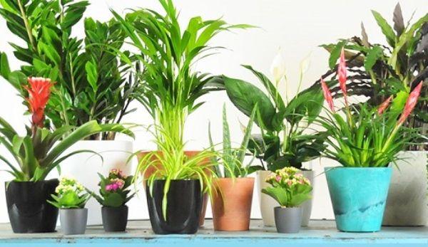 Plante