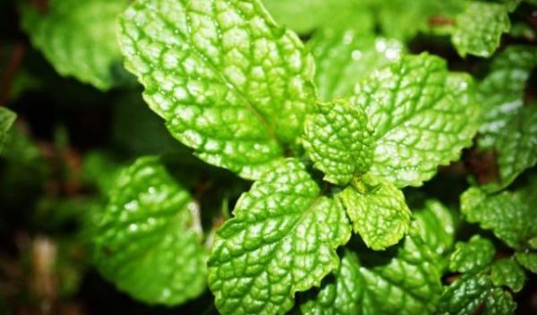 menta