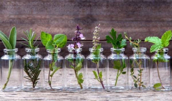 plante_dureri_cap