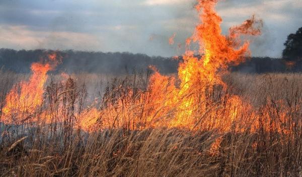 Incendiu vegetatie_d
