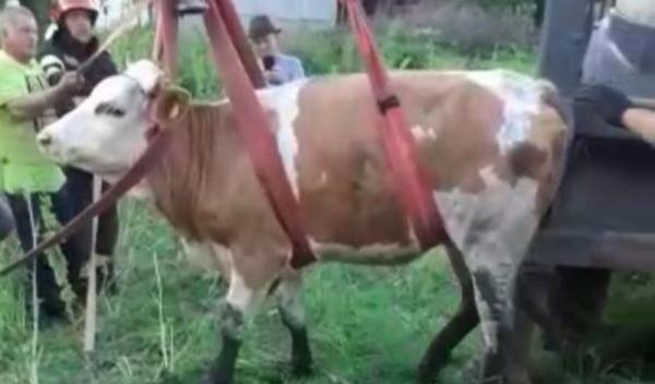 Vaca