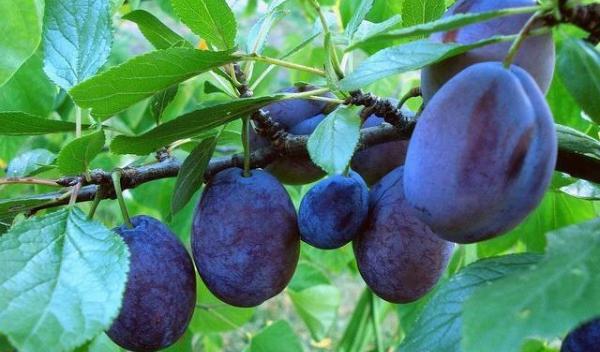 prune
