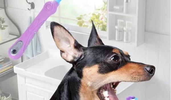 pet_shop_3