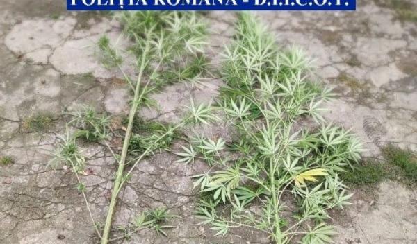 droguri Botosani_ (4)