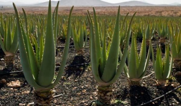 aloe_vera2