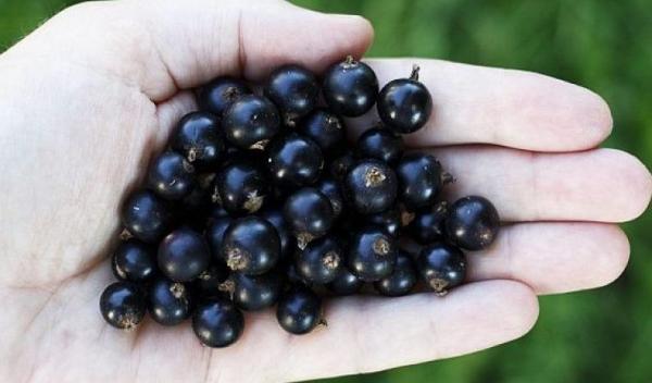 coacaze-negre