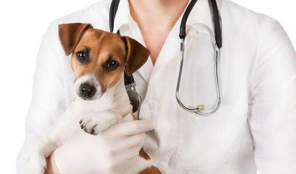 Spay-and-neuter-myths