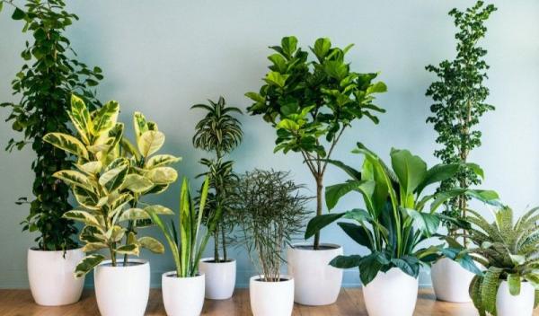 plante