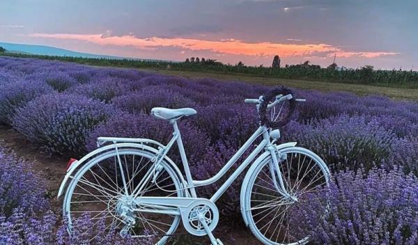 Camp cu lavanda_01