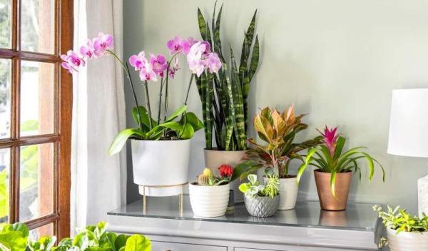 plante-de-apartament