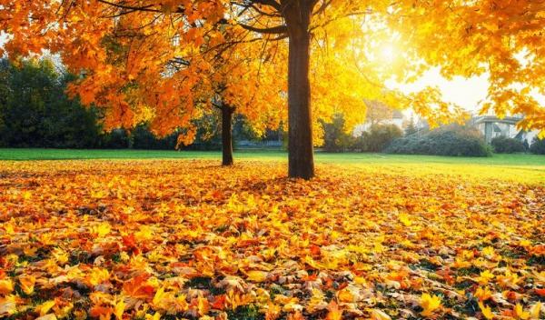 fall
