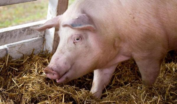porc