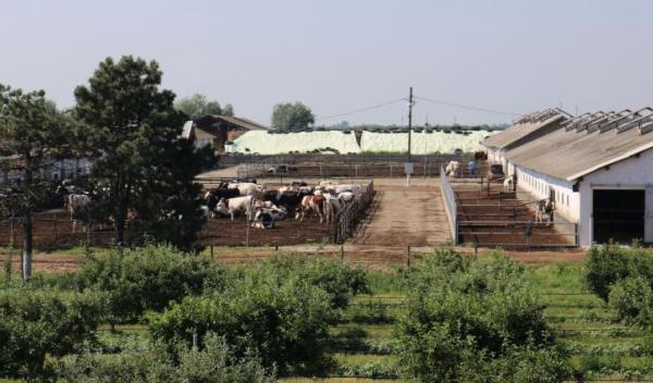 ferma