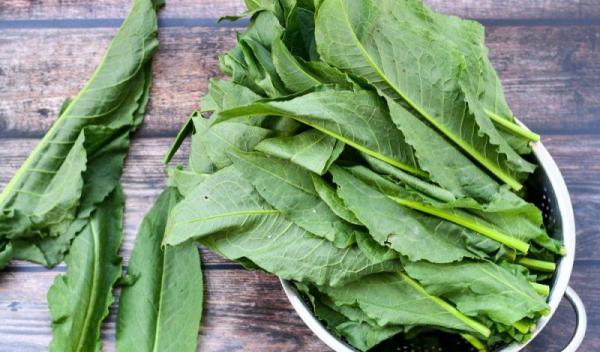 stevia