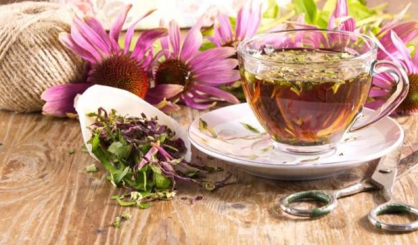 echinacea