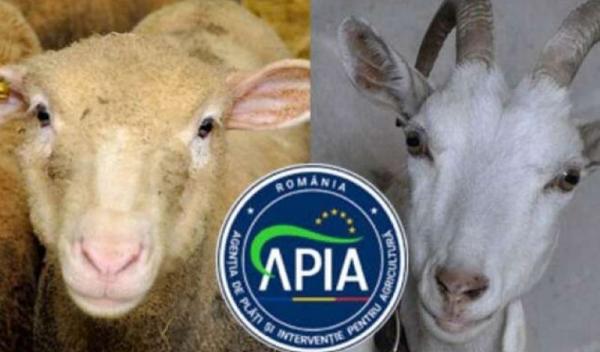 APIA