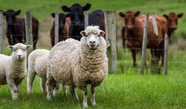 Apia Bt obine bovine