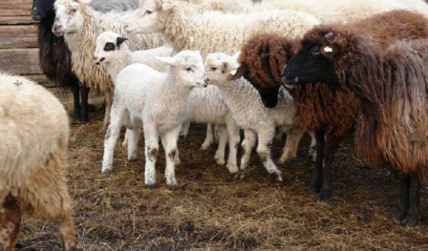 Furt ovine