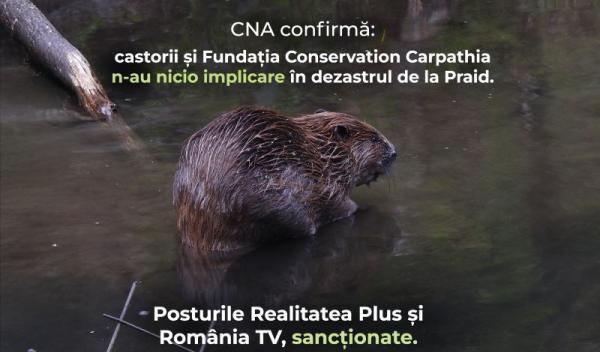 Castor