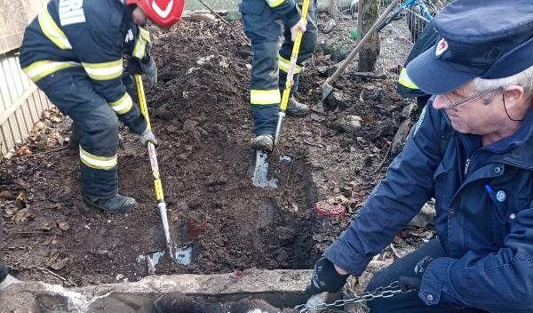 Bovina cazuta in groapa_ (3)