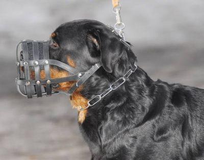 Rottweiler