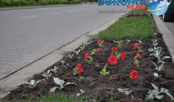Flori ornamentale in Dorohoi_01