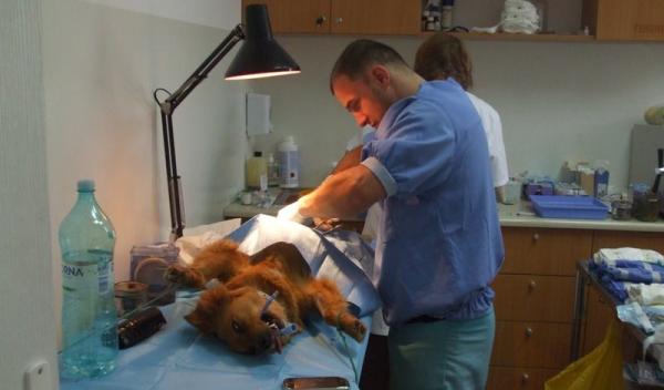 ADOR sterilizare caini