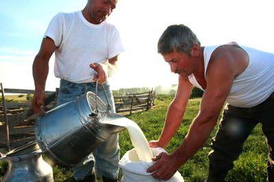 producătorii de lapte