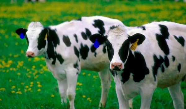 subventii-bovine