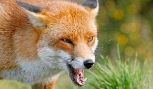 vulpe