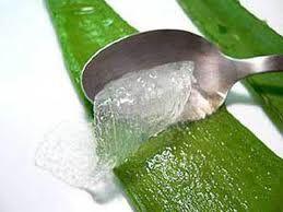 aloe