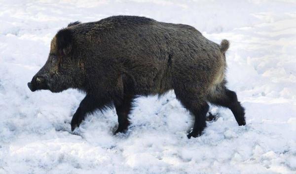 porc mistret