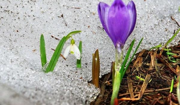 Vestitorii-primaverii