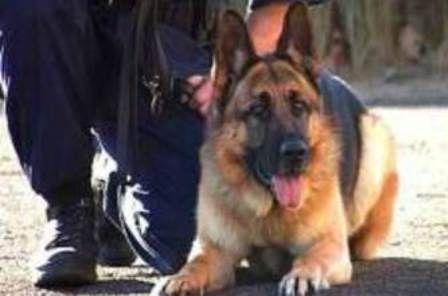 Autorul unui furt descoperit de câinele de urmă al Poliţiei de Frontieră