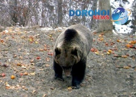 Ursi în padurea Dersca_Botosani