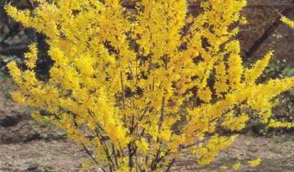 forsythia_intermedia