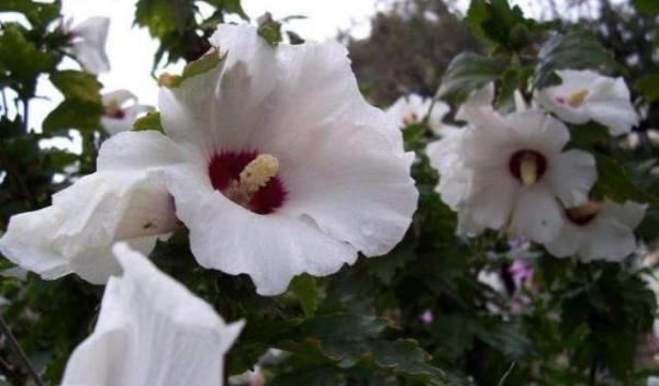 Hibiscus syriacus