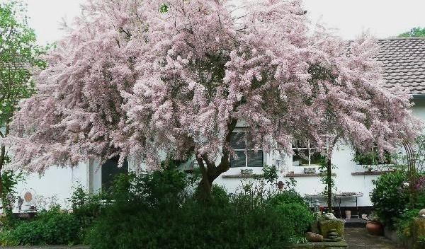 Tamarix ramossisima sau cătina roșie