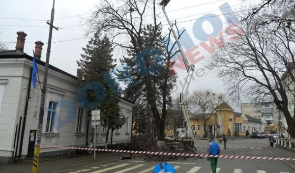 Actiune_distrugere cuiburi ciori Dorohoi_3
